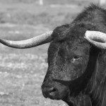toro campo pitones