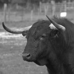 toro campo altivez