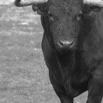toro campo desafio