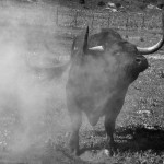 toro limpieza campo