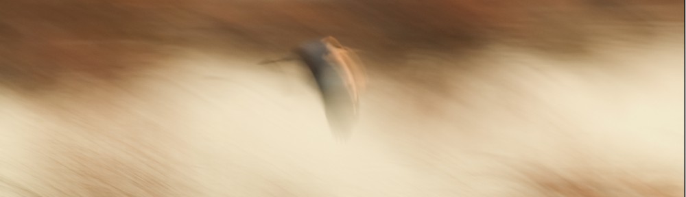 Fotografías, miradas y detalles